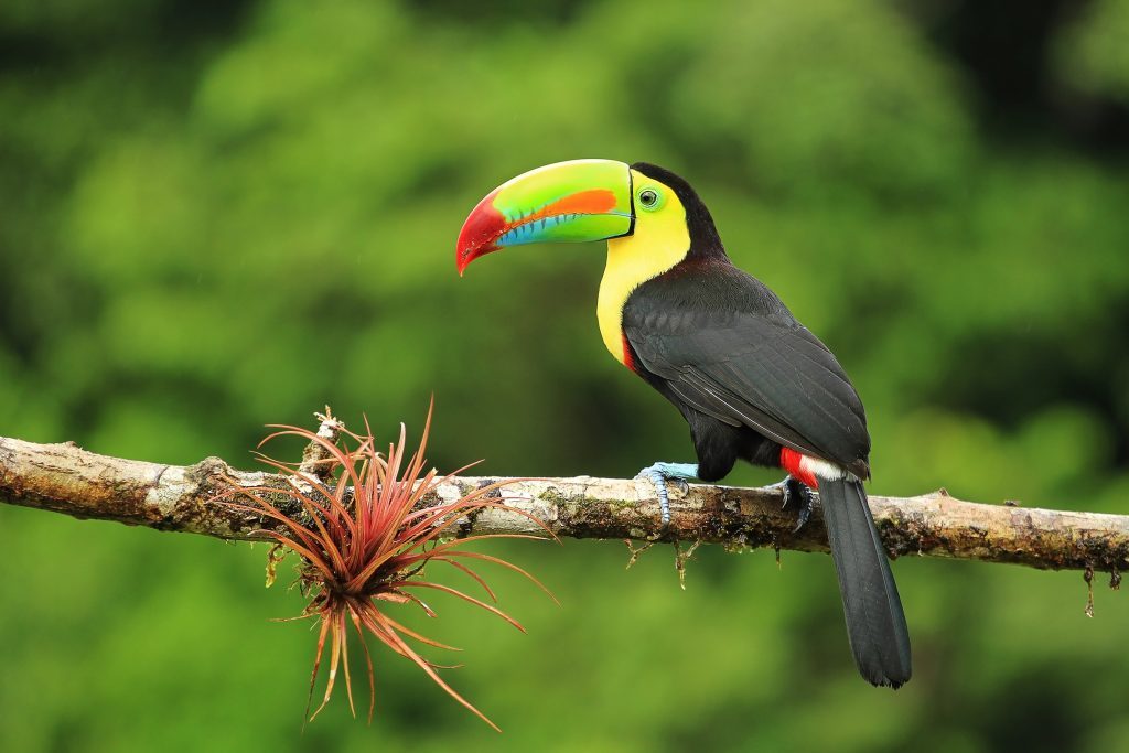 Colors of Costa Rica